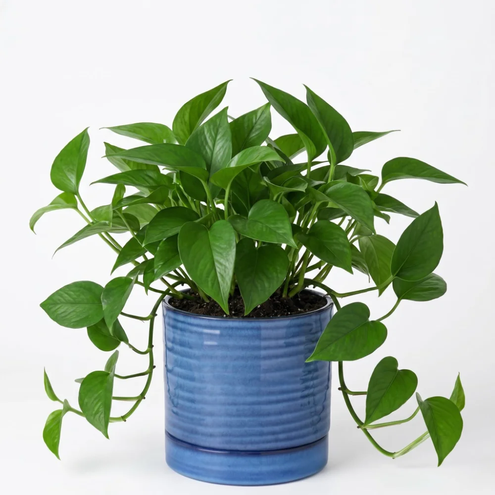 HASENSE Farmhouse Plant Pot, 6 in, Blue