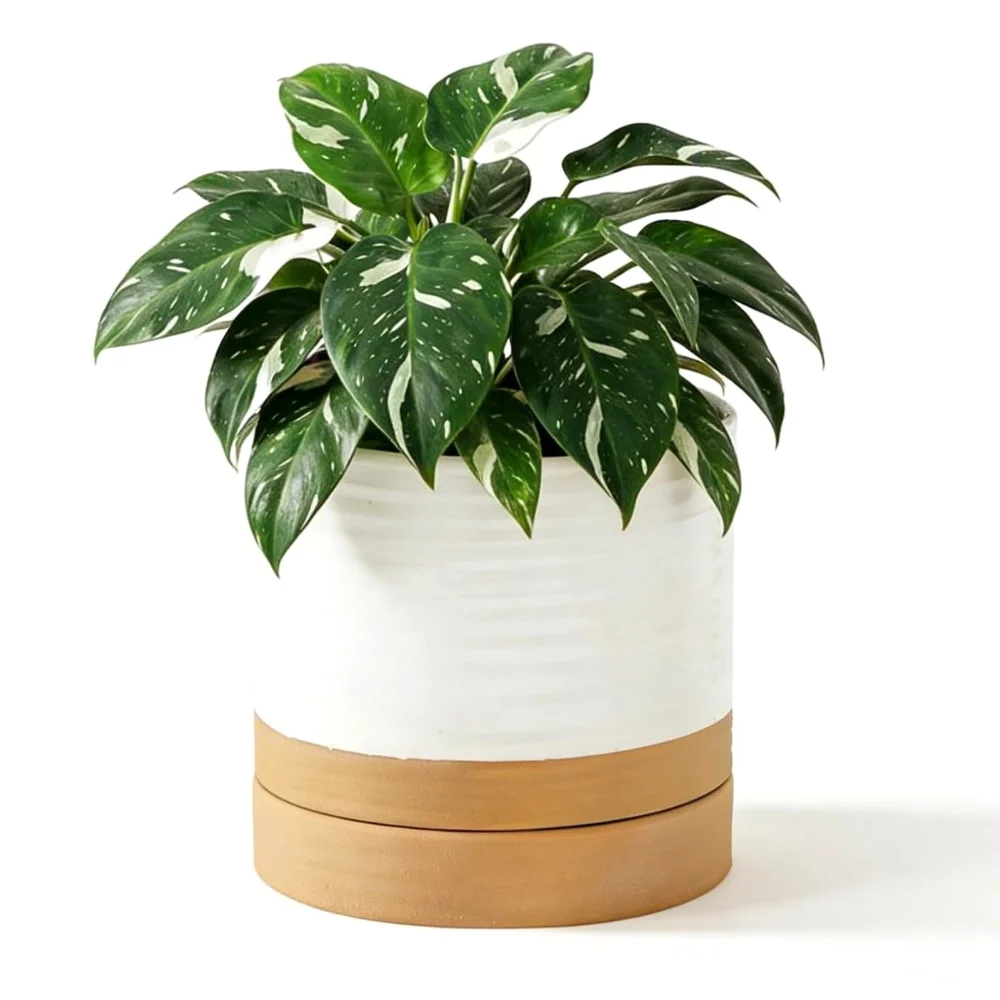 HASENSE Two-Tone Plant Pot, 6 in, White