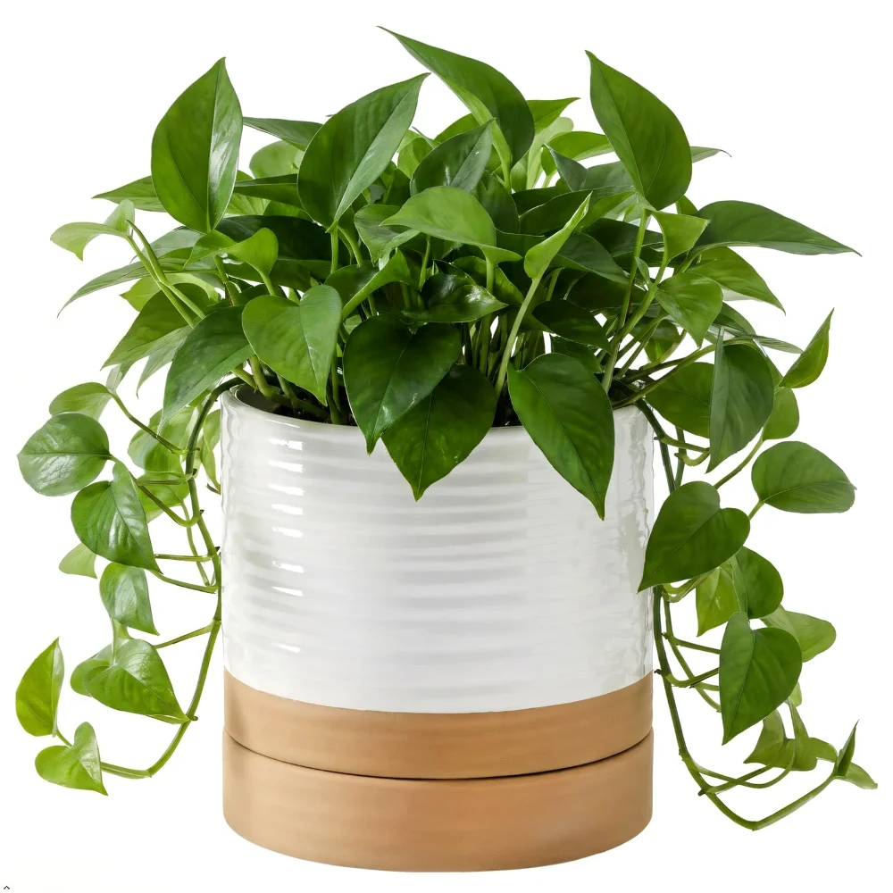 HASENSE Two-Tone Plant Pot, 6 in, White-Brown